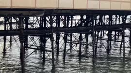 Thousands of starlings under the pier and roosting overnight in Aberystwyth