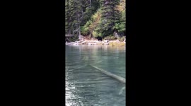 Adult Black Bear Crosses Bridge