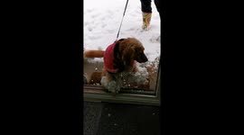 Lottie returning from a walk in fresh snow with snowball on her legs like earrings