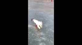 4Months Old Bichon Frise Enjoying A Run On Frozen Lake