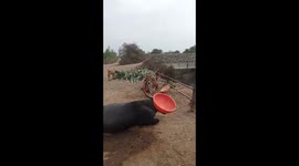 Amazing 'gymnast' buffalo spins food tub on its horns