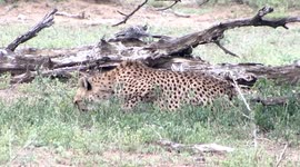 Cheetah eating a baby Warthog