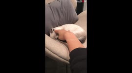 Cats Rivalry Turned Into Friendship