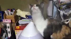 Japan: Cat Curious About Humidifier