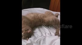 France: Cat Sees Snow For The First Time
