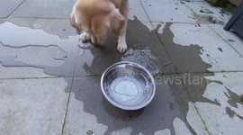 When your dog wants a drink after the coldest night.