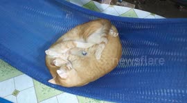 The moment two cats lying hugging each other curled up in a hammock is extremely cute