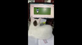 Cat engrossed in watching football on the computer