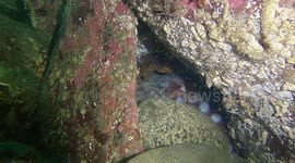 An up-close view of a curious Giant Pacific Octopus using its suckers to hold a scuba diver's hand