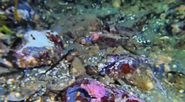 A unique and intriguing fish found in the Pacific Northwest, this Pacific Spiny Lumpsucker was filmed at night while scuba diving