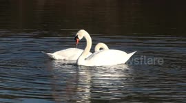 Beautiful Natural Ballet - Swan Canal. Mute swan courtship preening on canal near Splatt Bridge, Frampton on Severn, Gloucestershire, UK