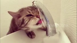 The cat in the tap is a wonderful, water-filled love story