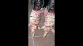 Check out the grotesque, gawky and giant legs of these rare chickens