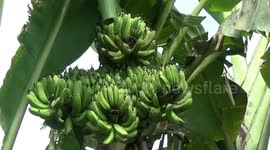 unique ... one tree, grows 4 bananas
