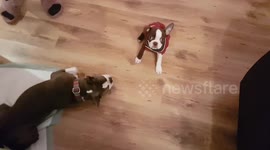 Boston Terriers new Winter Coat