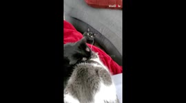Unbelievable Reaction From An Insecure Jealous Kitten