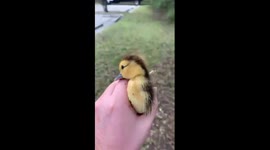 Florida man reunited duckling trapped down drain with its worried family