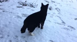 Freddie and Freda frolicking in the snow, it’ a cat and dog thing!