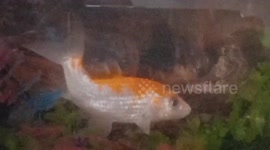 curved spine of a fish that lives in small aquarium