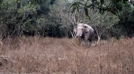 Terrifying moment wild elephant chases away forest staff in Thailand