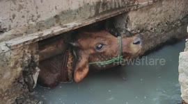 Calf rescued after falling into sewage drain in southern India
