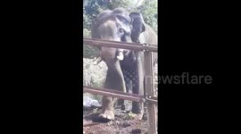 Rogue elephant gets tusks trapped inside water drum in southern India