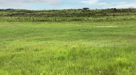 British tourist witnesses heartbreak on South African safari