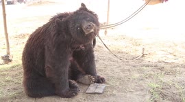 Performing bear rescued and rehabilitated in sanctuary in Pakistan