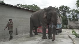 Meet the elephant rescued from Thailand's logging industry after a heartbreaking 16 years