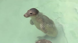 Scottish wildlife sanctuary has been rehabilitating seals and otters for over 30 years