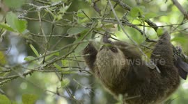 Sloths rescued from wildlife trade now live out their lives in a sanctuary in Colombia