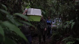 Chocoanita the sloth released back into the wild after rescue from captivity by AIUNAU sloth sanctuary, Colombia.