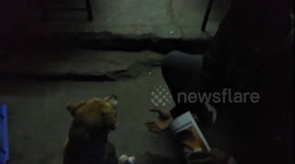 A sweet dog boy proposal