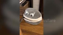 Cat appears to be eaten by his own bed in viral video!