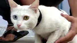 Heroic youth rescues and shelters rare 'Diamond Eye' cat in central India