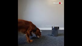 Year Old Cocker Spaniel Performing Covid Bin Dog Trick