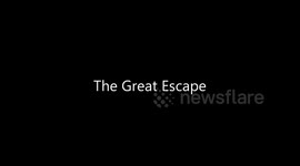 Yorkshire Terrier great escape
