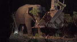 Wildlife officials rescue elephant after it runs riot in Thai village