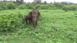 Elephant mother and calf duo spotted grazing in Sri Lanka