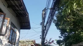 Scared monitor lizard clings to the top of electricity post after being chased by guard dogs
