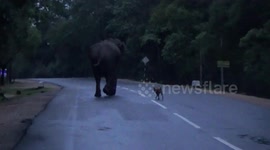 Couple of stray dogs bravely attempt to chase wild elephant in Sri Lanka