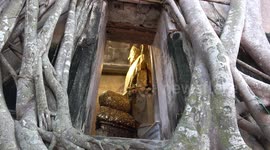 Ancient Buddhist temple in Thailand has mystical entrance surrounded by tree roots