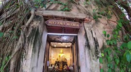 Ancient Buddhist temple has mystical entrance surrounded by tree roots (handheld view)