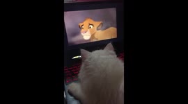 Kitten has adorable reaction to Mufasa's death scene in the 'Lion King'