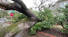 Large tree blocks road in Sacramento after storm hits Northern California