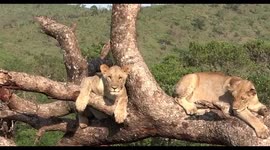 Wildlife photographer captures day in the life of lion pride in South Africa
