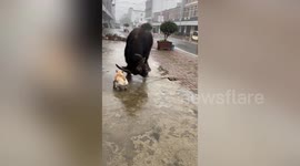 Fearless French bulldog attempts to fight with much larger buffalo