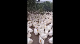 Thousands of hungry ducks surround the man demanding food