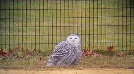 Photographers flock to capture shot of snowy owl's rare visit to NYC's Central Park