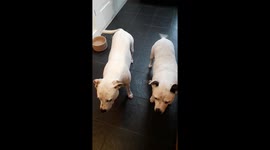 Waggy Staffies